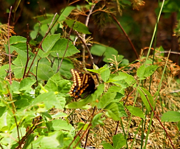 [Butterfly with dark wings upon which sits a row of yellow dots all along the edge. A second row of yellow dots line the upper wings while blue dots line the lower. The buttefly is just landing on a leaf.]